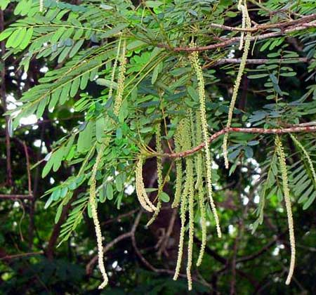 ALVARADOA male flowers