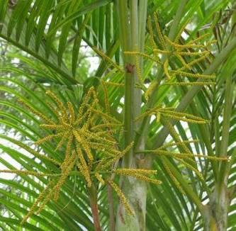Areca Palm flowers