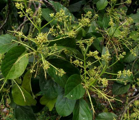 AVOCADO flowers