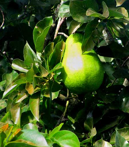 AVOCADO fruit