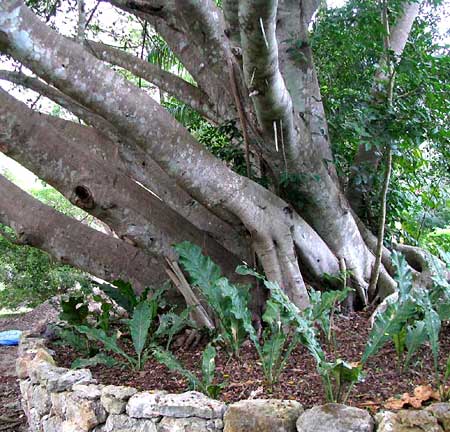 Chinese Banyan