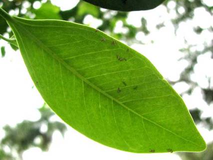 Chinese Banyan leaf