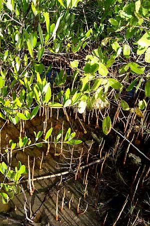 BLACK MANGROVE