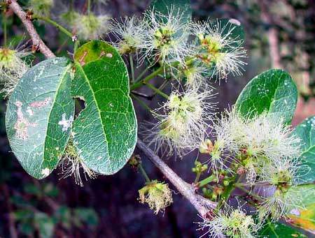 BLACKBEADS flowers