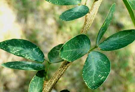 BLACKBEADS leaves