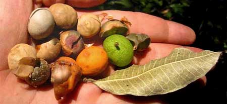 BREADNUT fruits