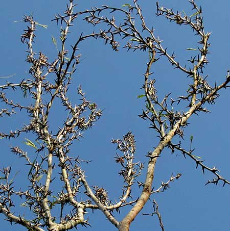 BULL-HORN ACACIA