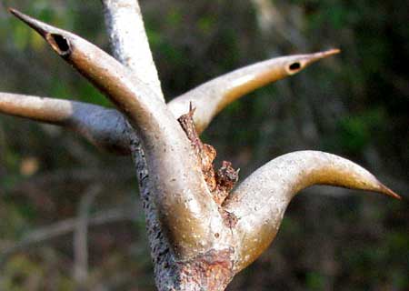 BULL-HORN ACACIA thorns