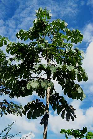 CECROPIA