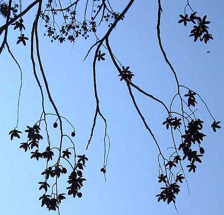 SPANISH CEDAR husks