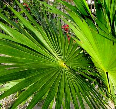 Chit Palm frond