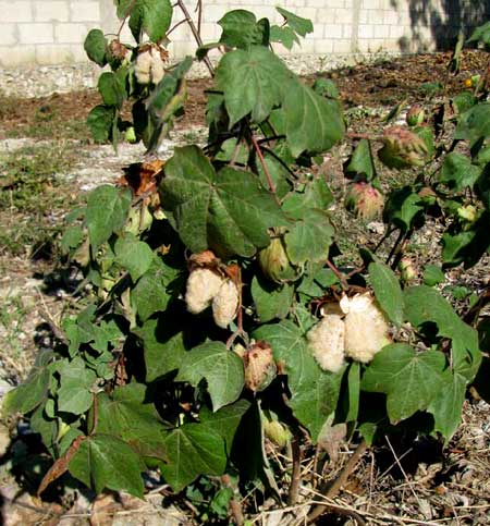 TREE COTTON