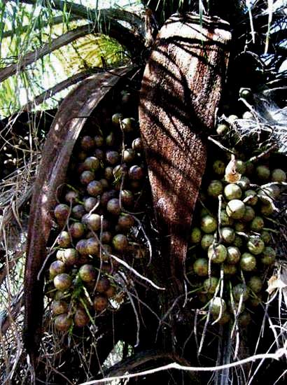 COYOL nuts