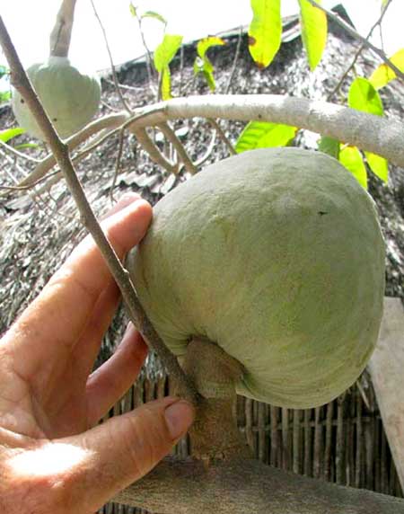 CUSTARD APPLE