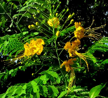 DWARF POINCIANA