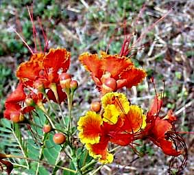 DWARF POINCIANA, red form