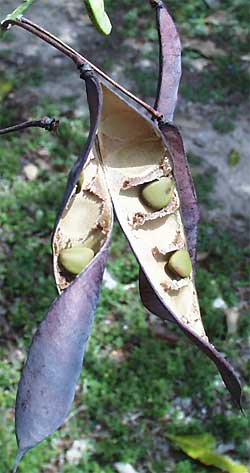 DWARF POINCIANA, split pod