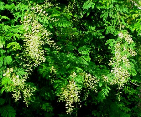 GAUMER'S ACACIA 