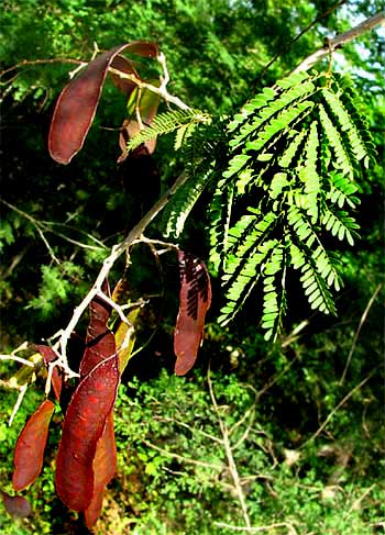 GAUMER'S ACACIA legumes