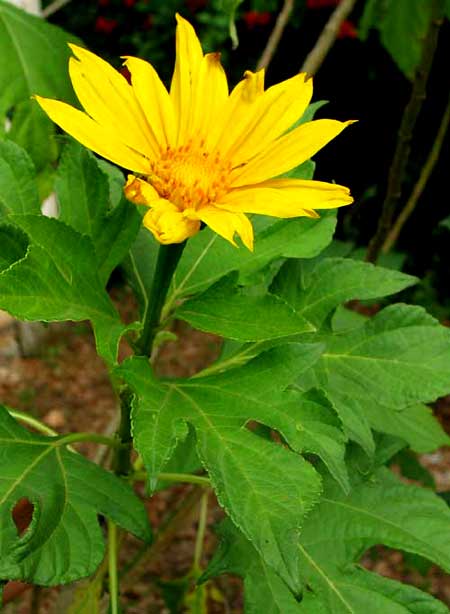 GIANT MEXICAN SUNFLOWER, blossom