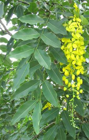 GOLDEN SHOWER TREE