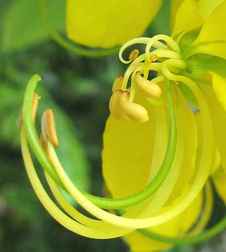 GOLDEN SHOWER TREE flower