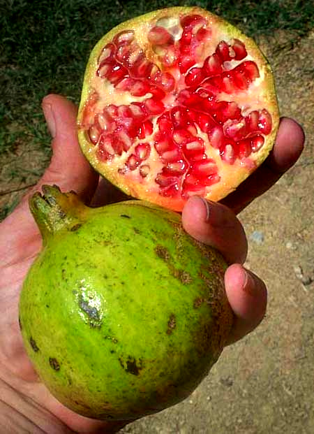 Pomegranate fruit