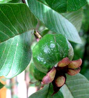 GUAVA immature fruit