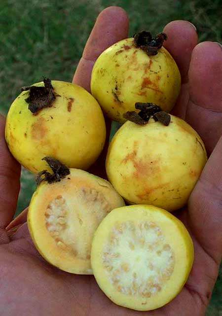 GUAVAS ripe