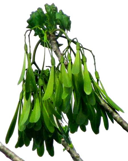 HELICOPTER TREE fruits