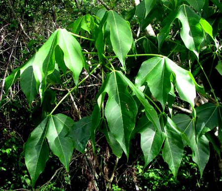 HELICOPTER TREE leaves