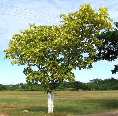 INDIAN CORAL TREE