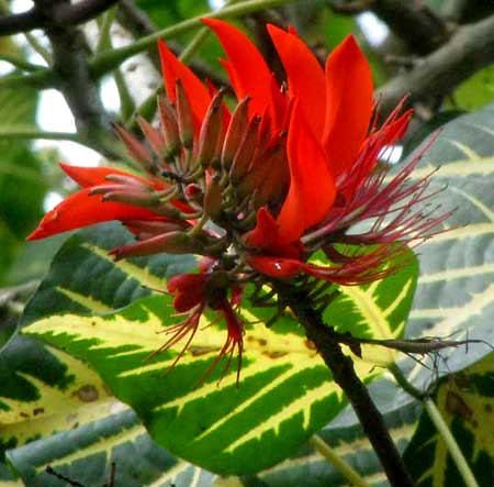 INDIAN CORAL TREE, flowers