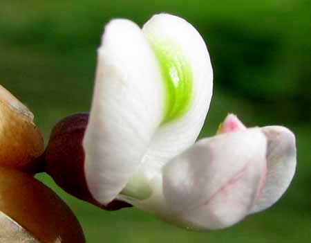 FISHPOISON TREE flower