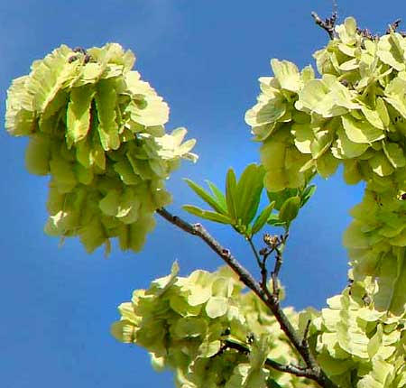 FISHPOISON TREE fruits