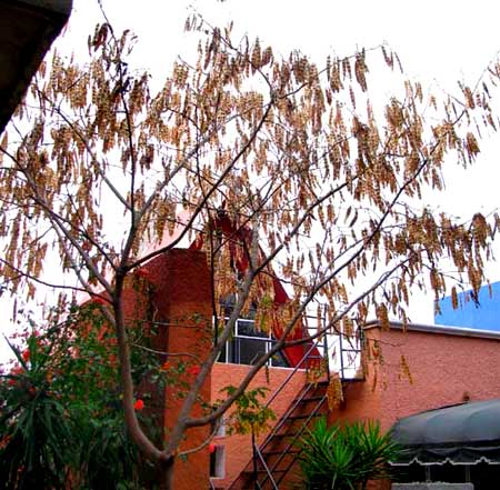 LEBBECK-TREE fruiting