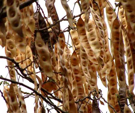 LEBBECK-TREE, pods