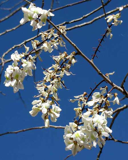 MADRE DE CACAO flowers