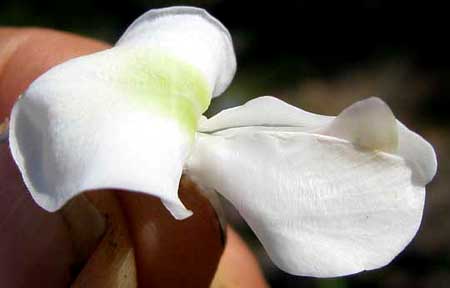 MADRE DE CACAO flower