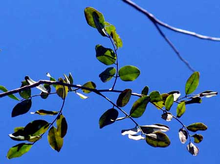 MADRE DE CACAO leaves