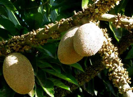 MAMEY fruits & flowers