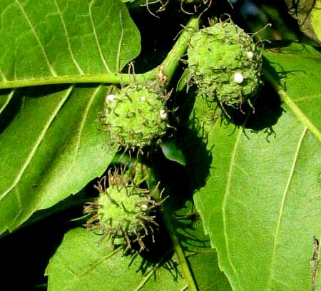 MORA female flowers