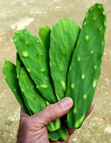 INDIAN-FIG pads to fry