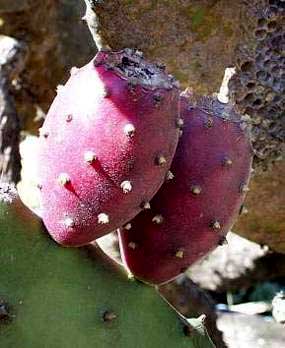 INDIAN-FIG fruits