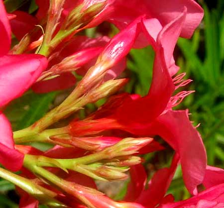 OLEANDER flowers