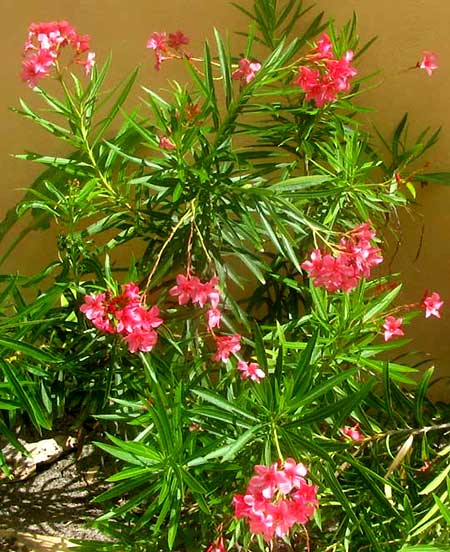 OLEANDER