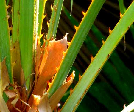 PAUROTIS PALM spines on petioles