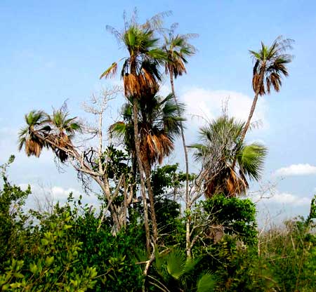 PAUROTIS PALM