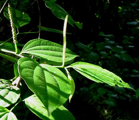 PEPPER BUSH