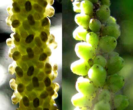 PEPPER BUSH flowers